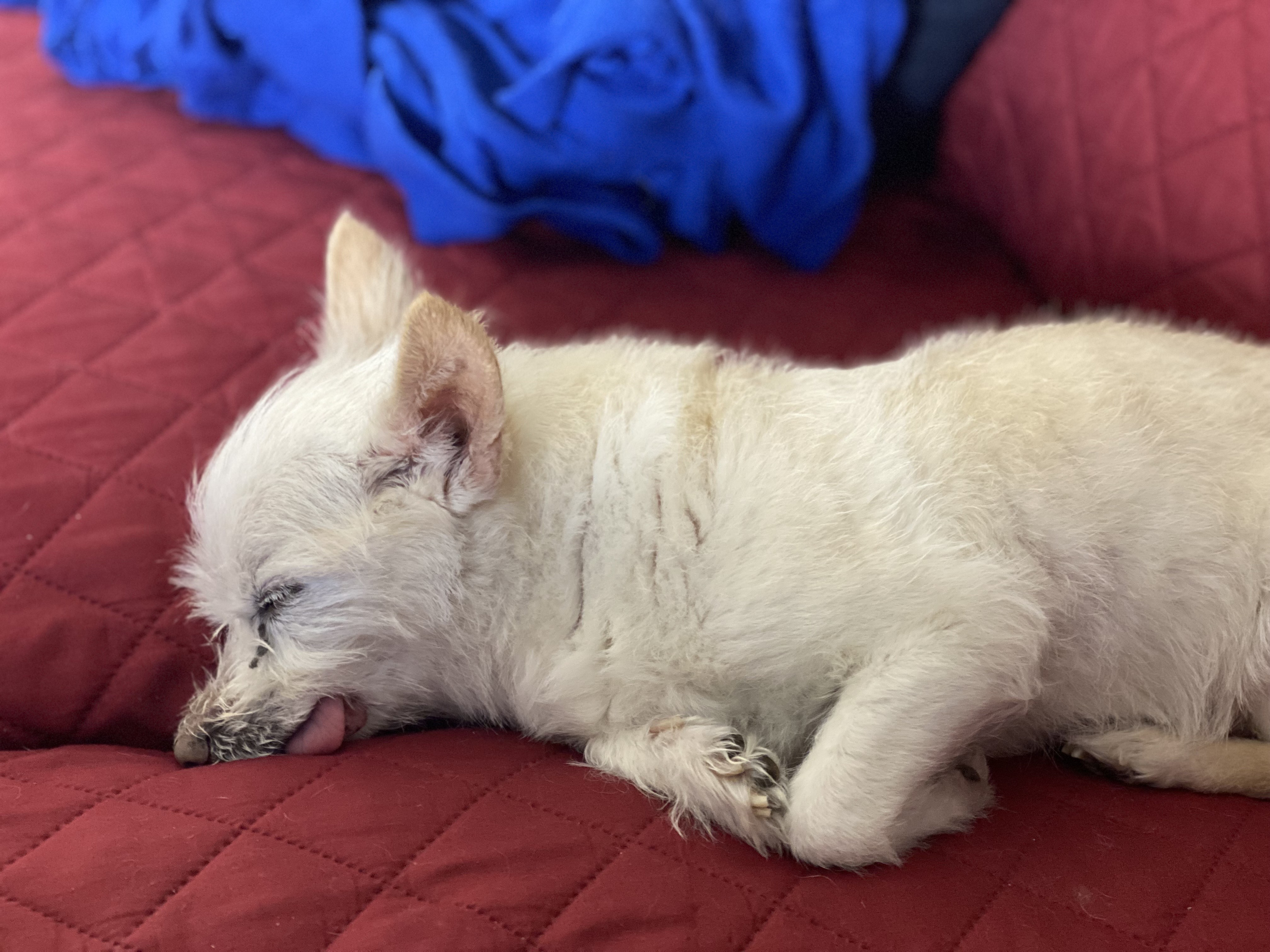 My tiny dog, Q-Tip, sleeping on our couch.